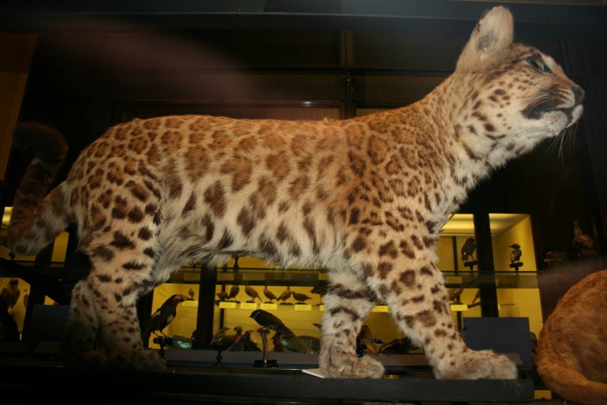 Гибрид Пумы и леопарда