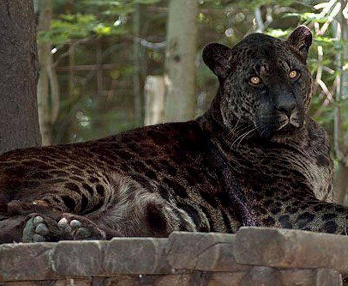 Ягулев гибрид