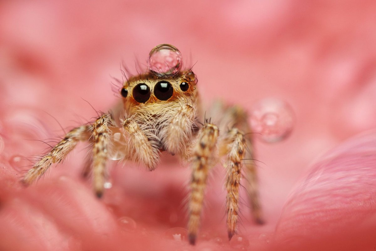 Мохнатые насекомые