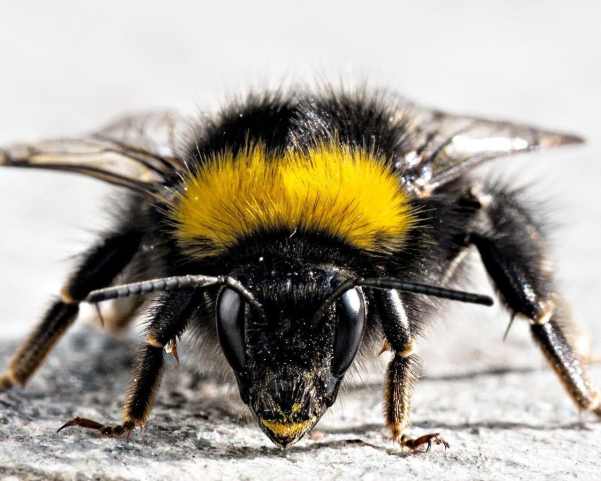 Yellow Caterpillar гусеница