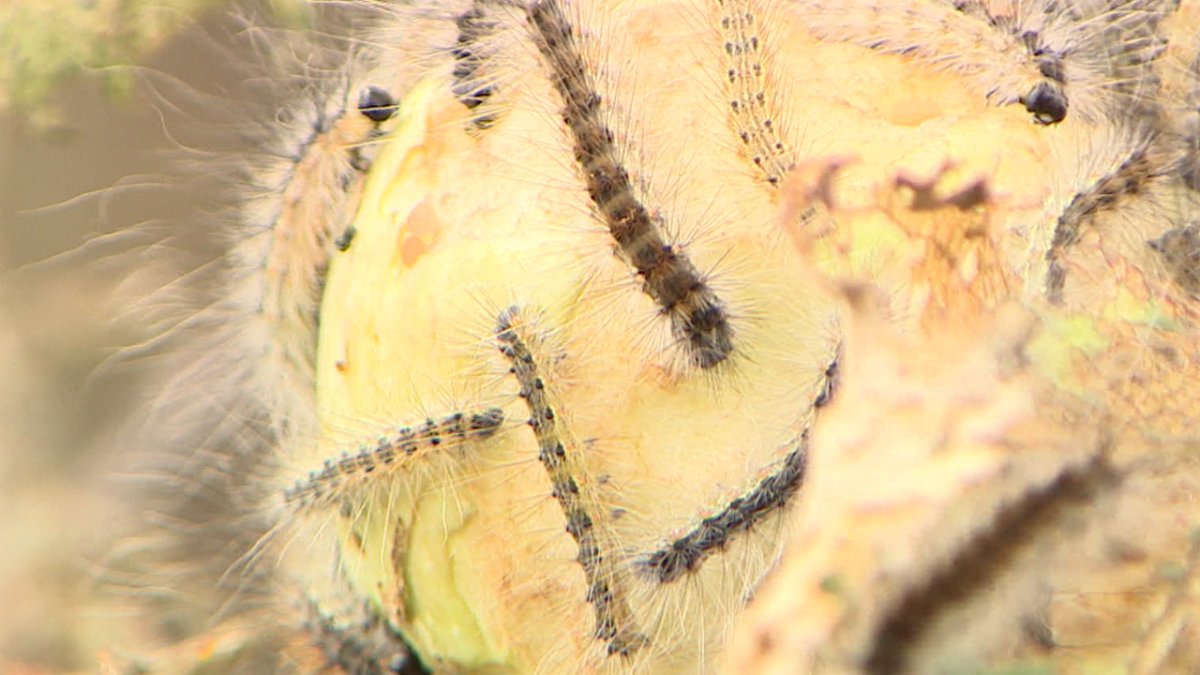 Гусеница бабочки Carthaea saturnioides