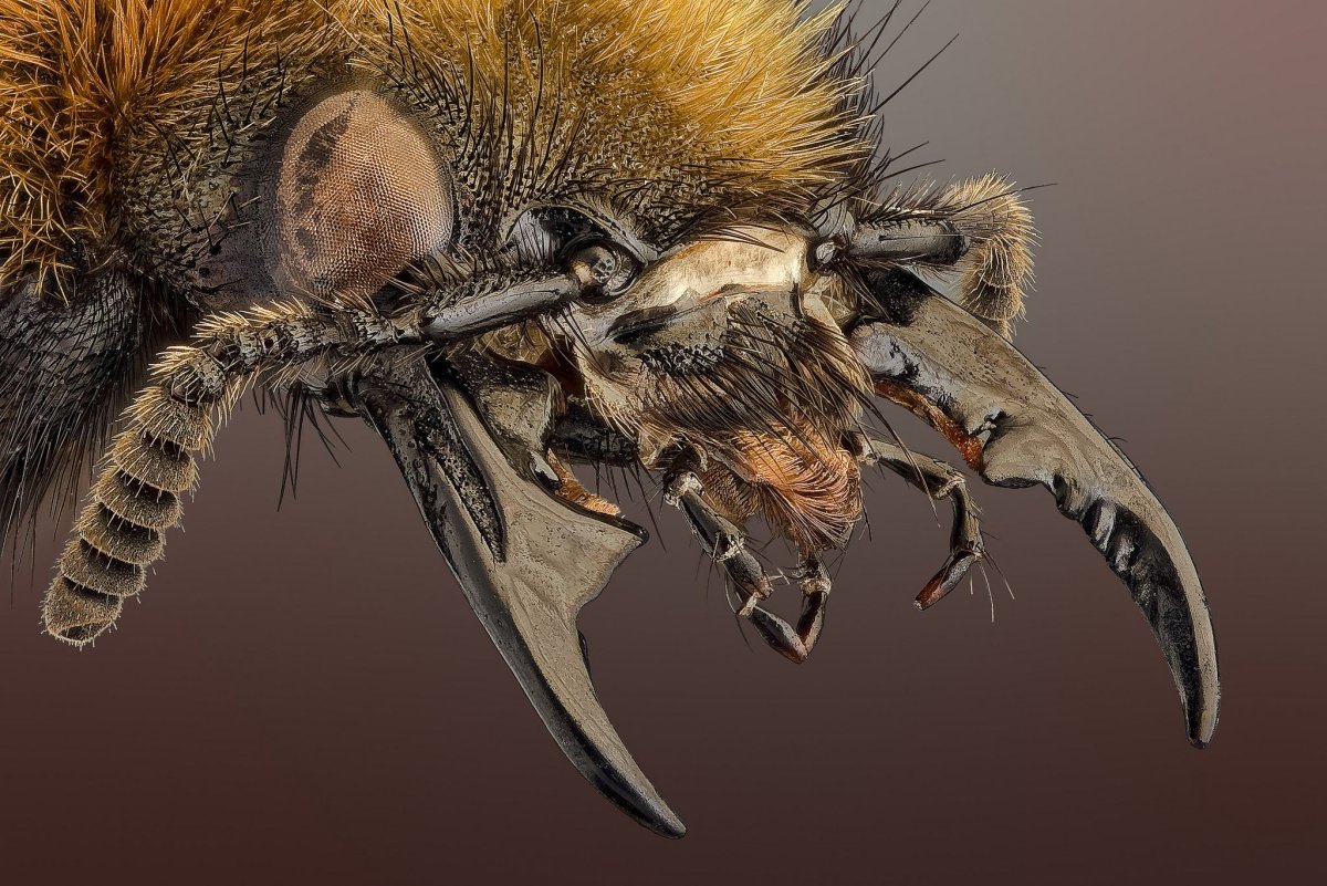 Паук скакунчик глаза