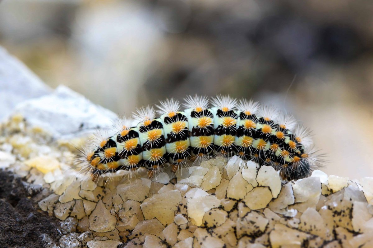 Маленький Шмель