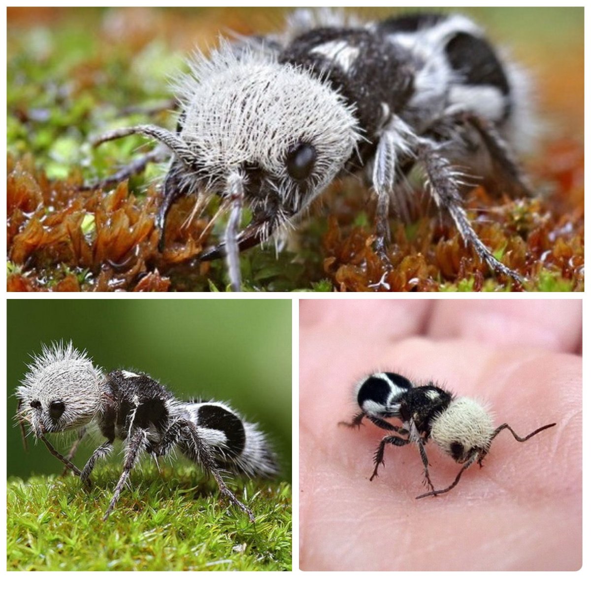 Паук скакунчик глаза