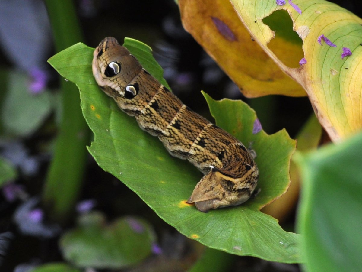 Гусеница common Baron