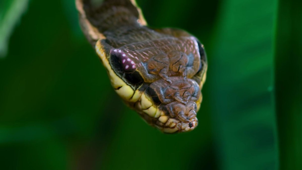 Гусеница змея винный Бражник