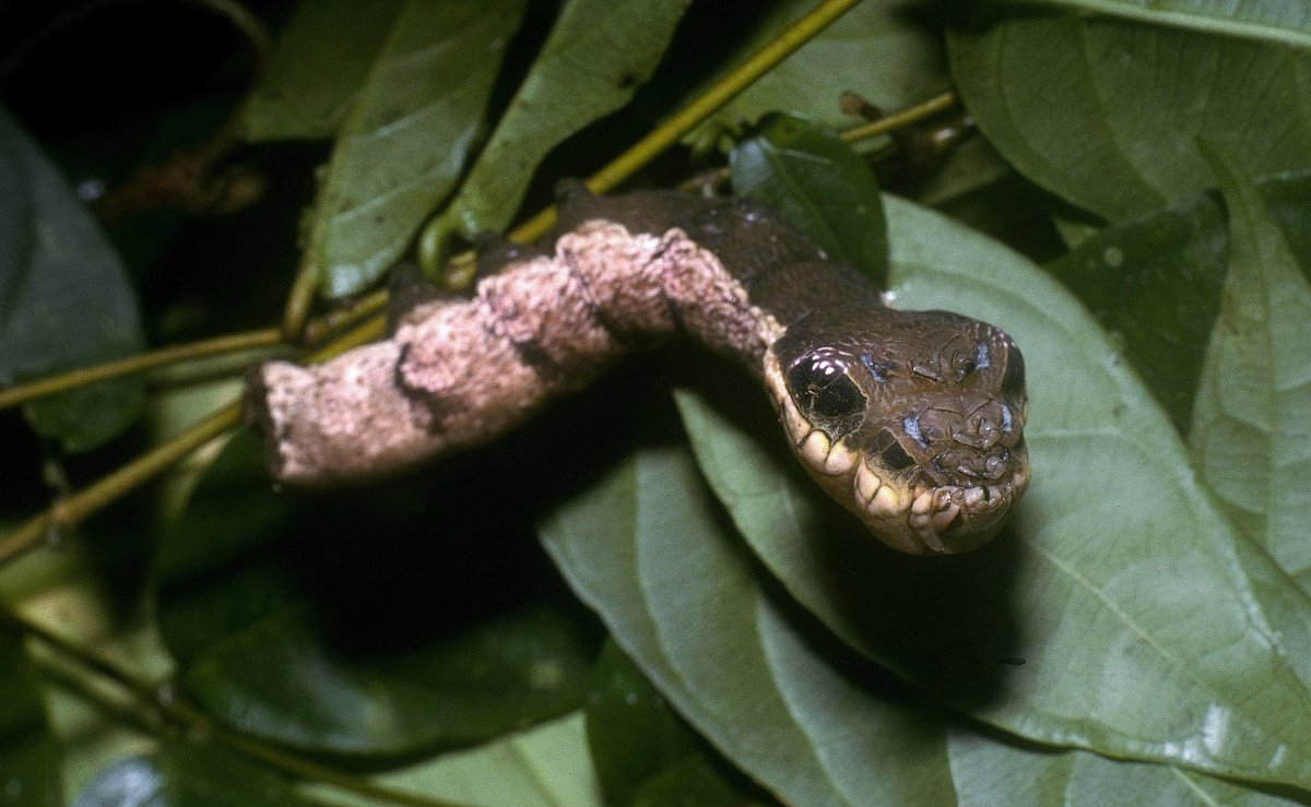 Hemeroplanes triptolemus гусеница