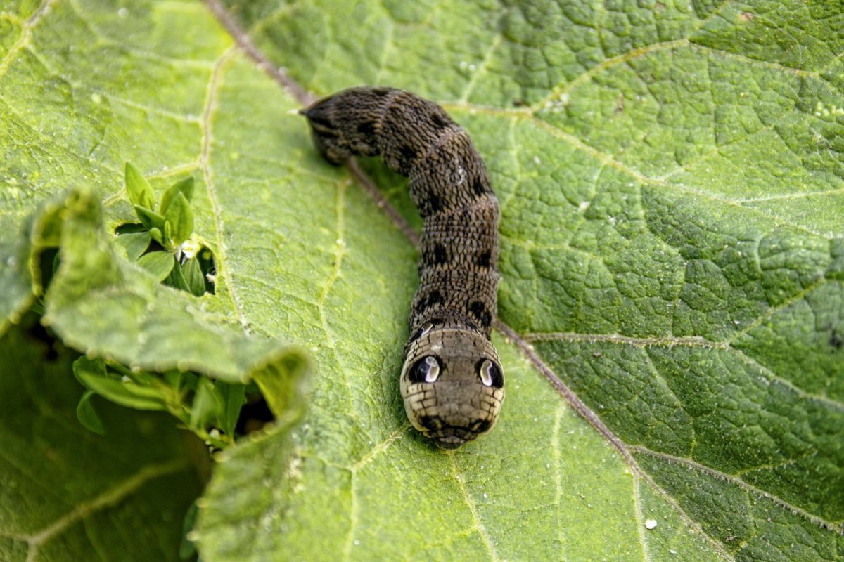 Павлиноглазка атлас Attacus Atlas