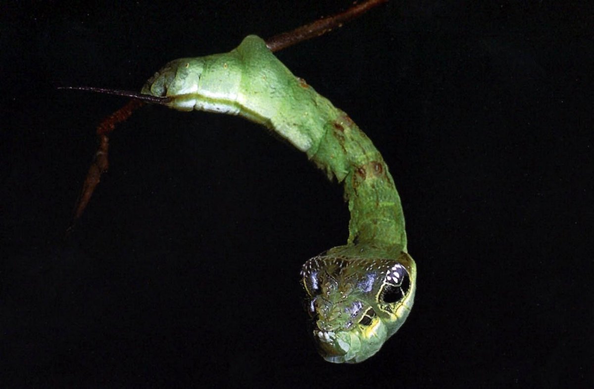 Гебомоя гусеница