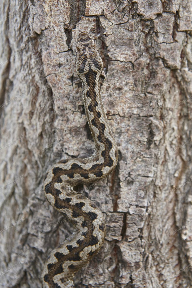 Карликовая Африканская гадюка маскировка