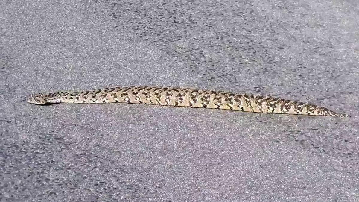 Габонская гадюка в листьях