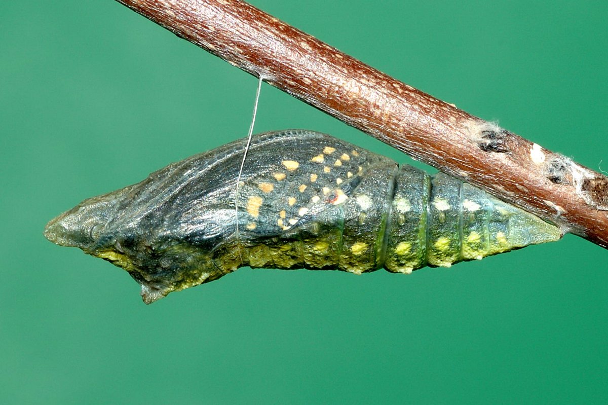 Коричневый Caterpillar гусеница