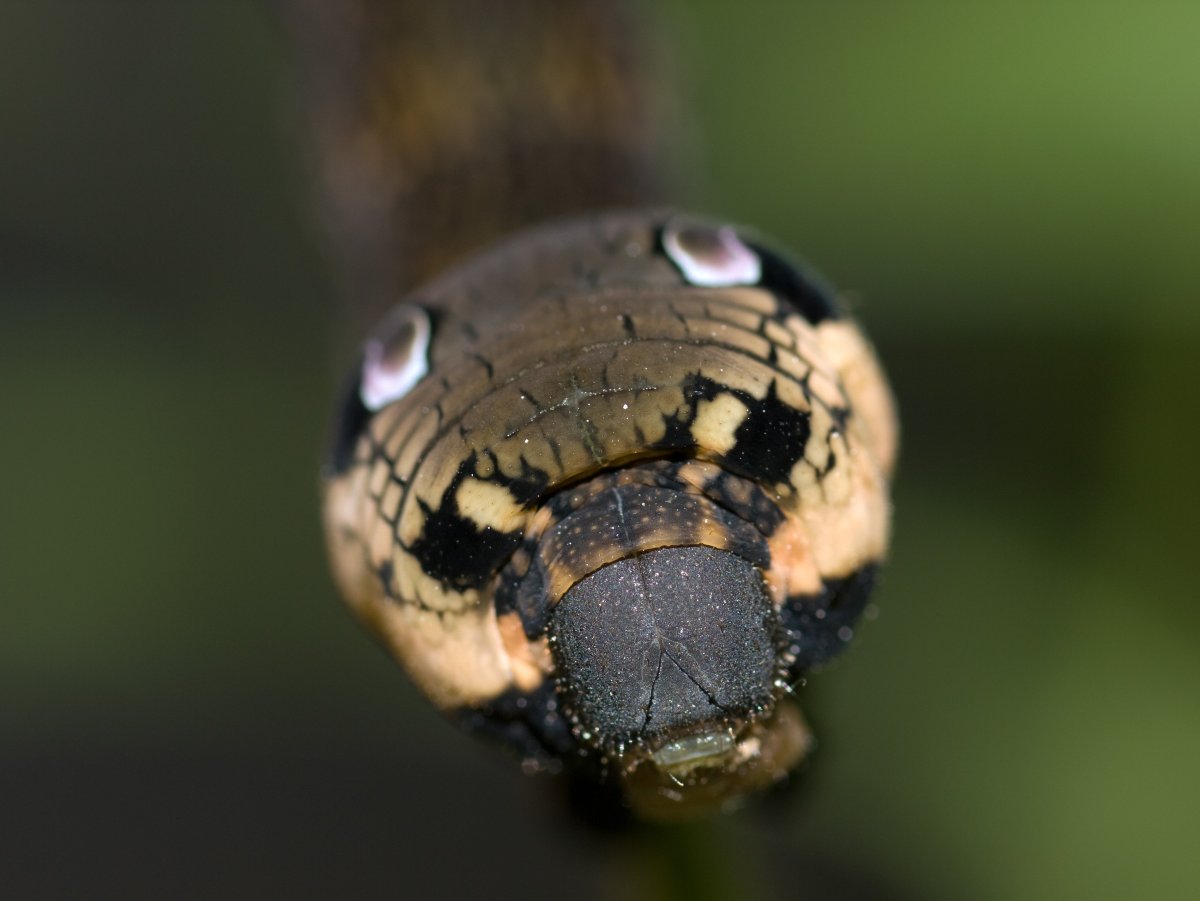 Гусеница змея винный Бражник