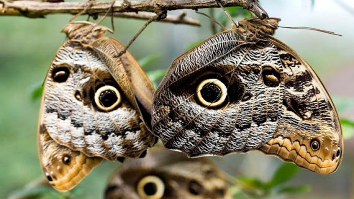 Кожные покровы рептилий