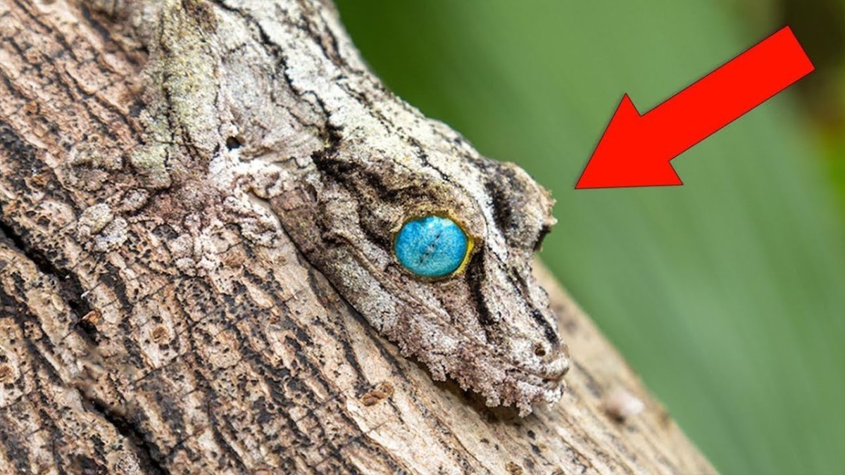Phyllodes Imperialis гусеница