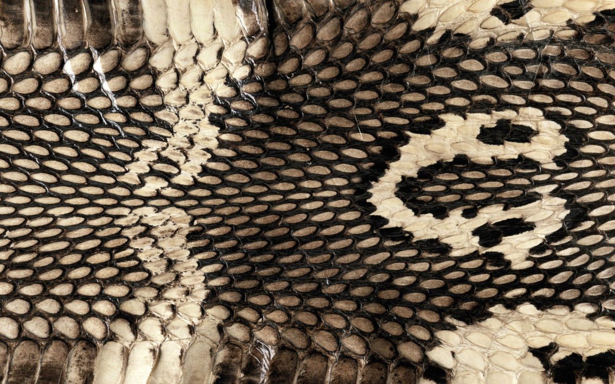 Укус гремучник Техасский