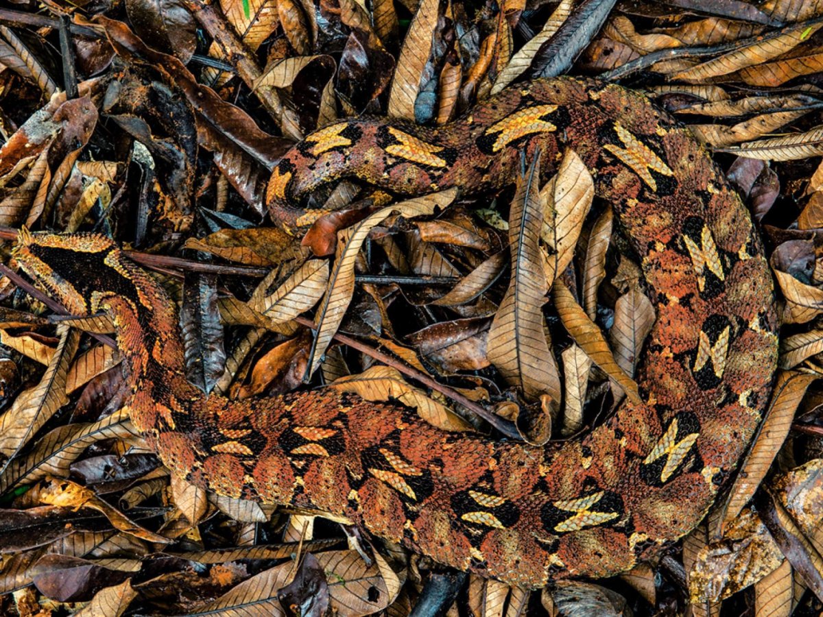 Гусеница маскирующаяся под змею