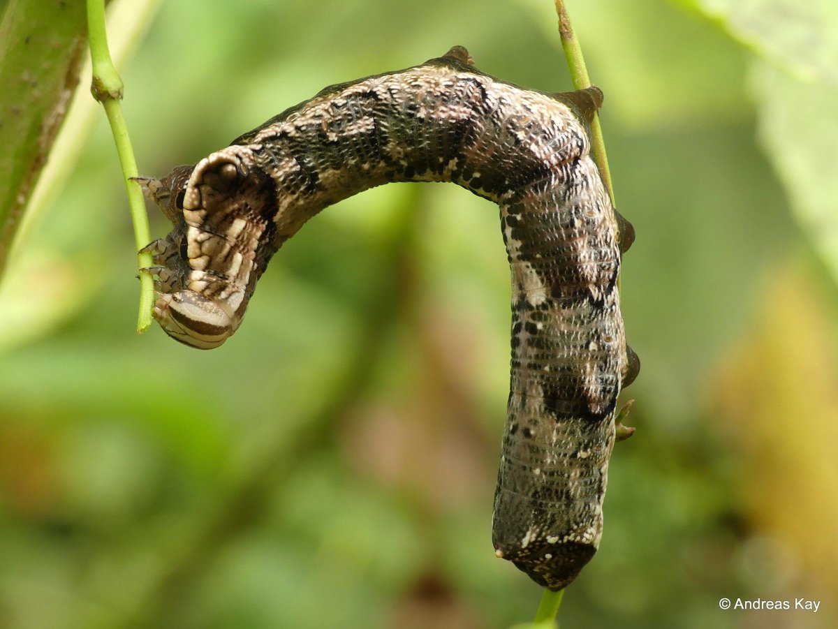 Hemeroplanes triptolemus бабочка