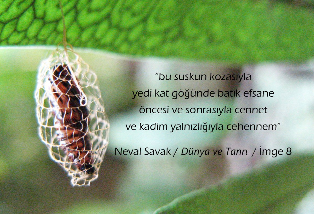 Гусеницы Bagworm Moth