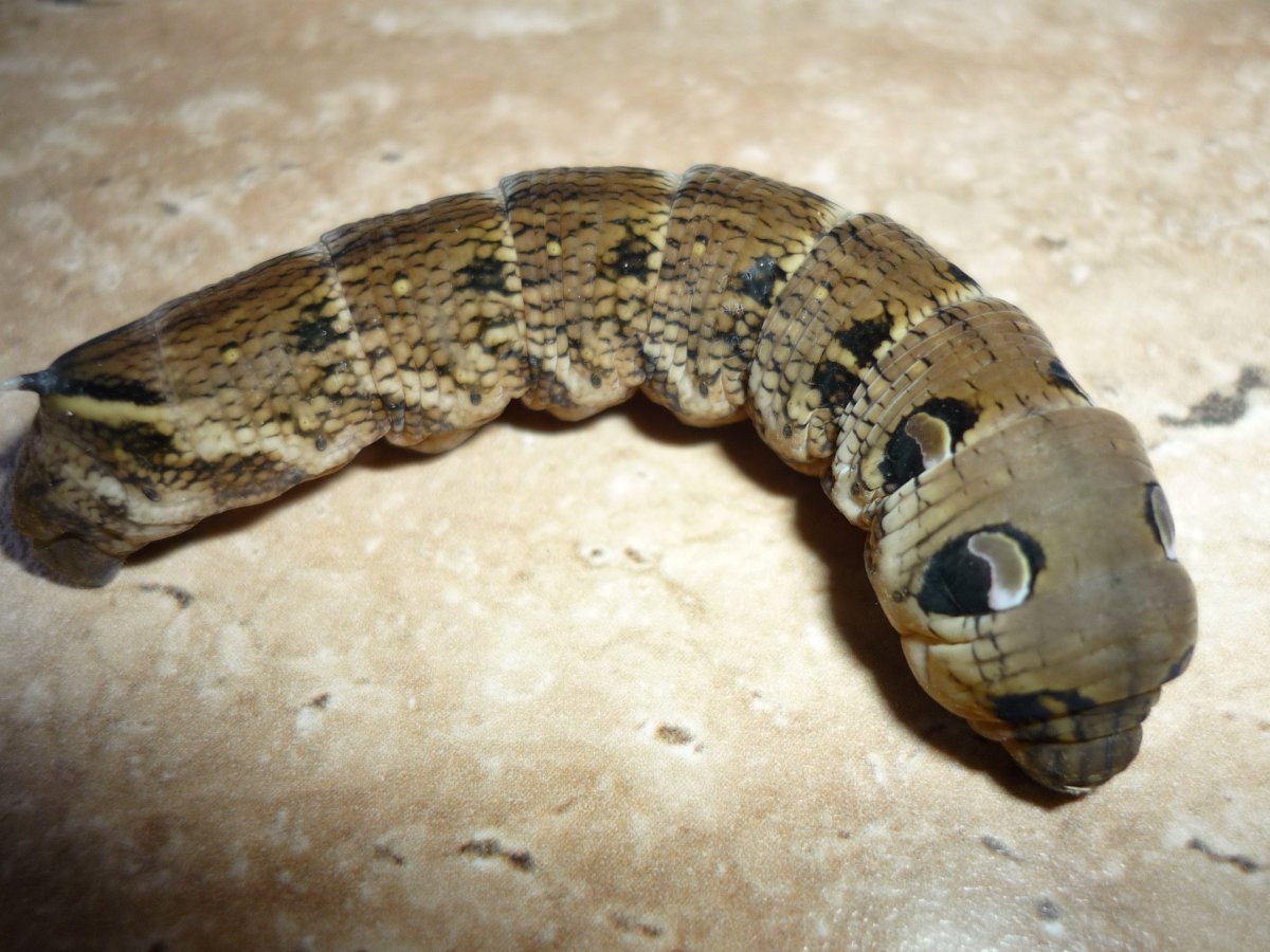 Бабочка Павлиноглазка атлас