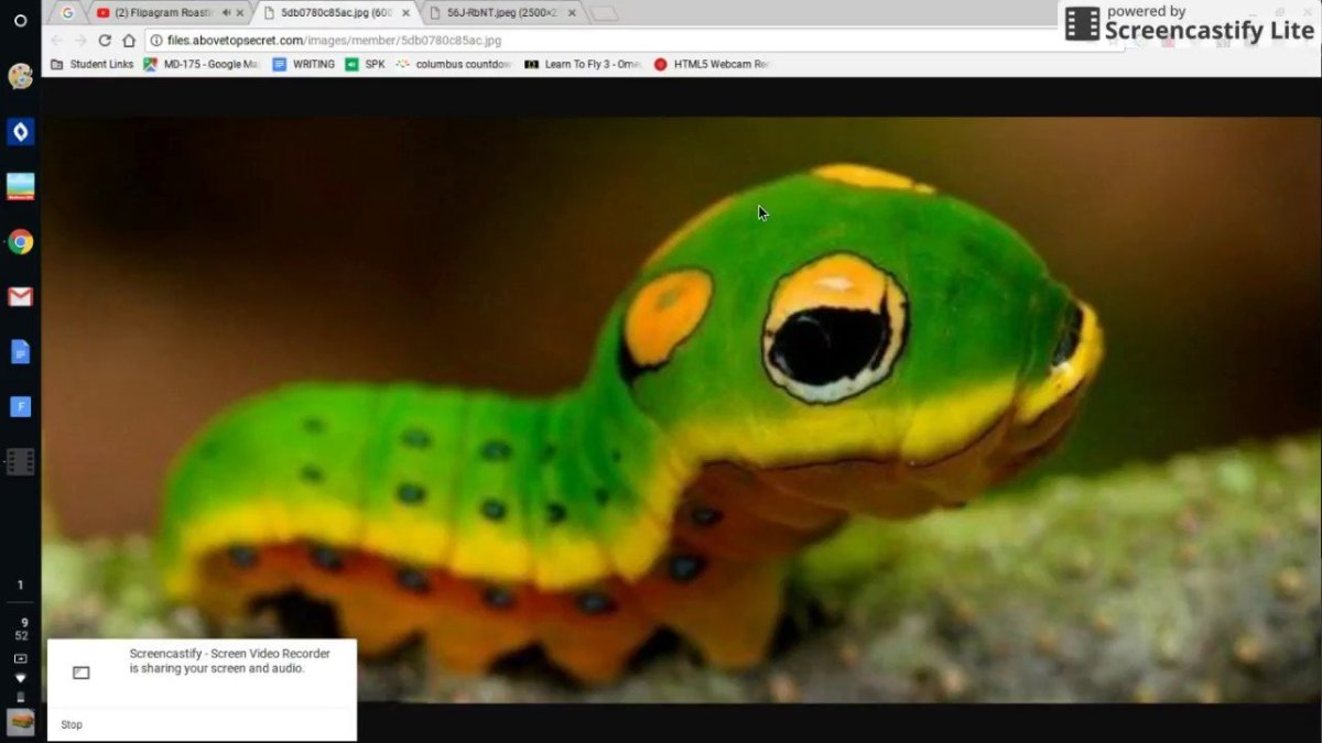 Змеиная чешуя Анаконда