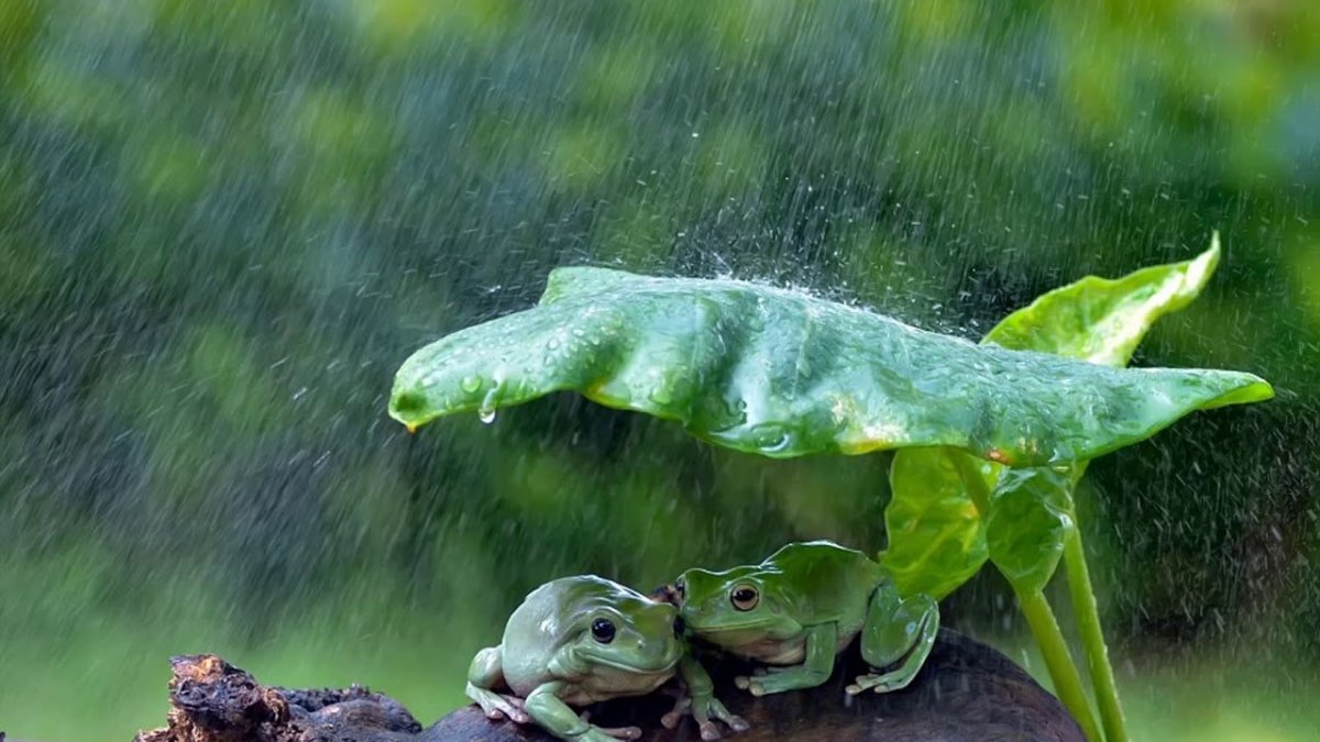 Лягушка Эстетика