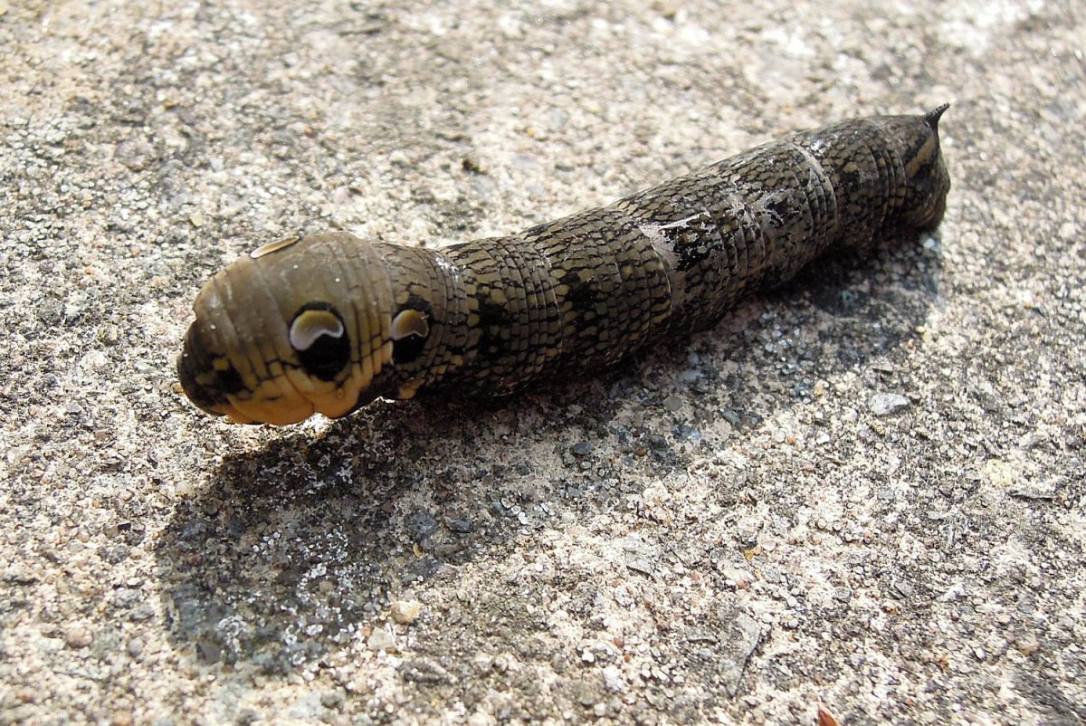 Хамелеон Мимикрия