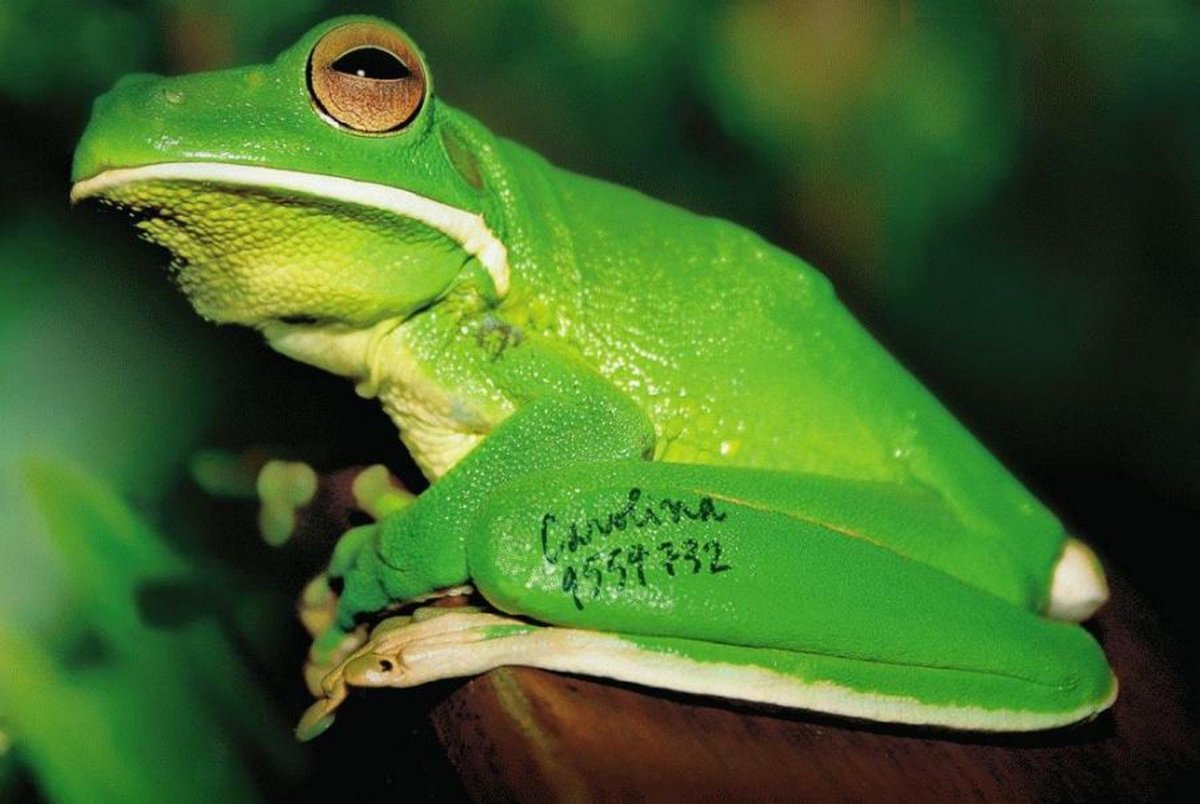 Тропические лягушки