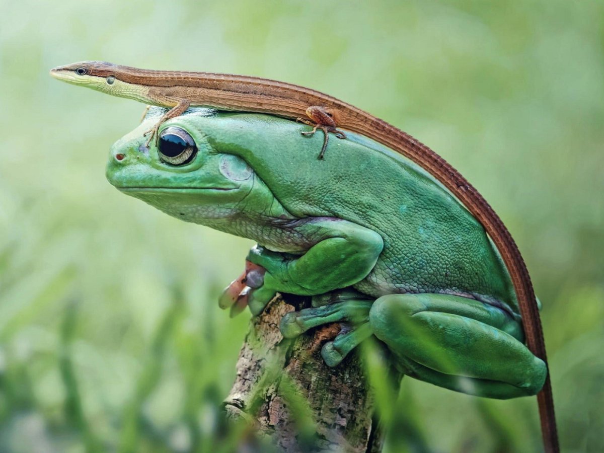 Лягушка красноглазая квакша