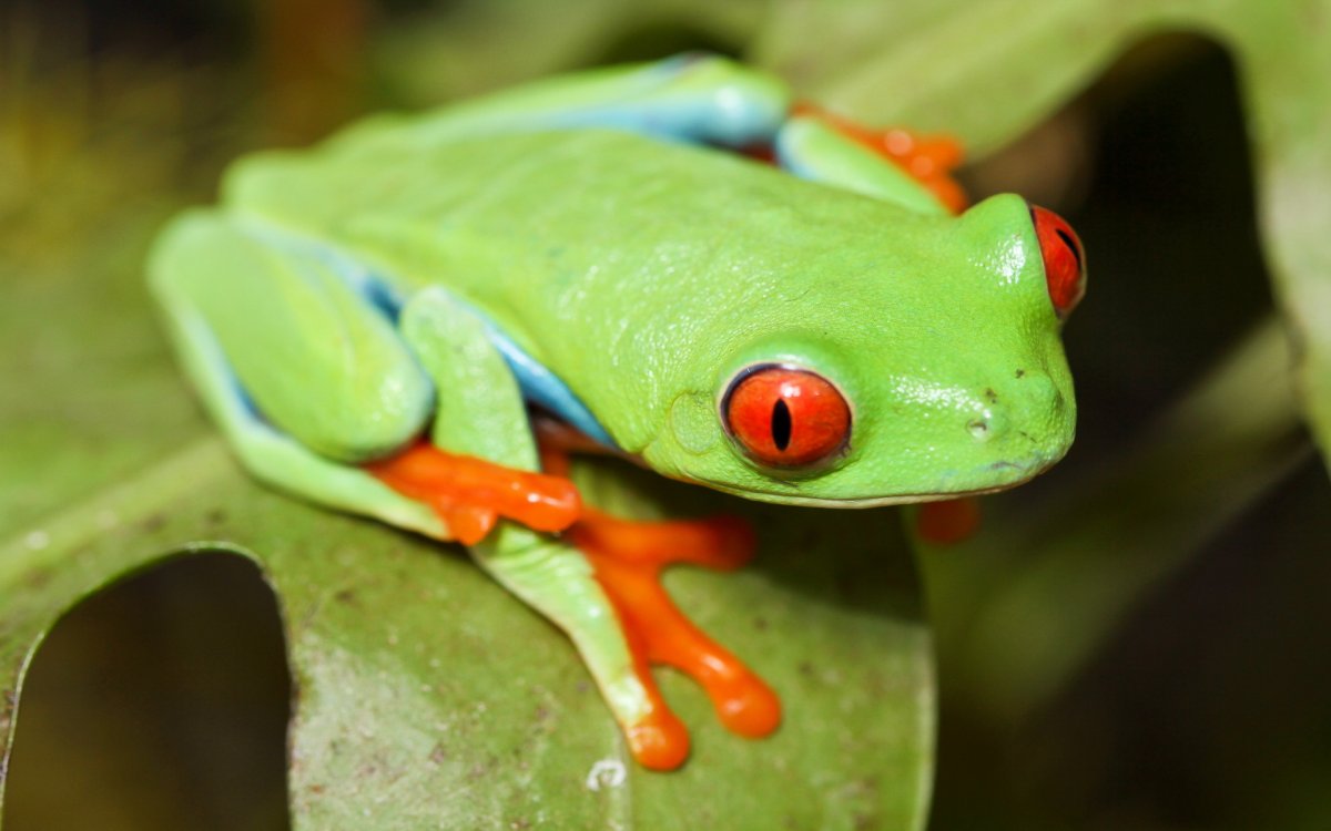 Big-eyed Frog