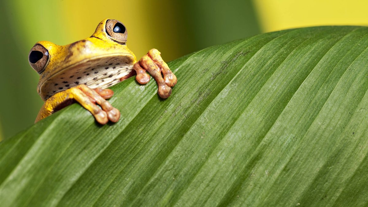 Палитра лягушки