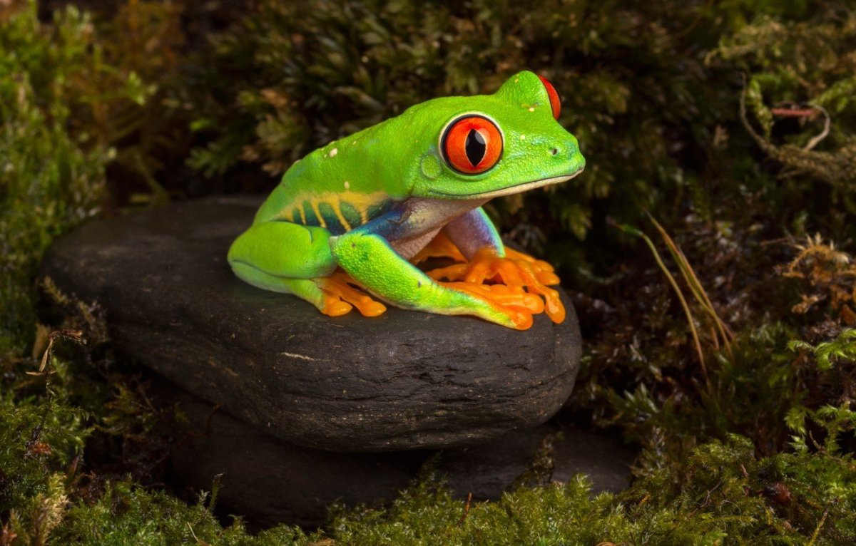 Лягушка Грин Фрог вид сверху