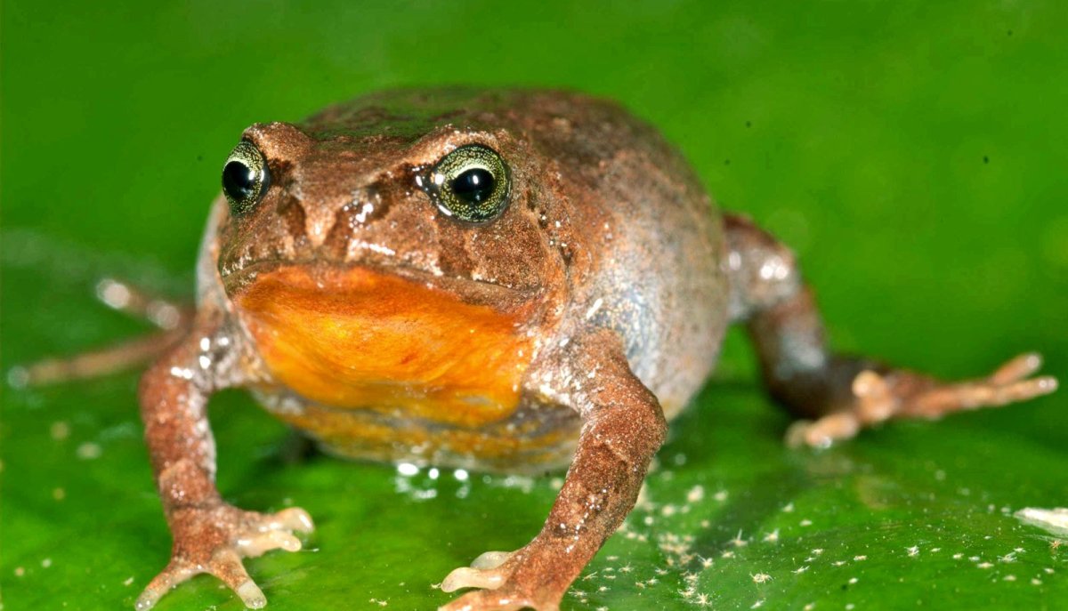 Полнозубая квакша