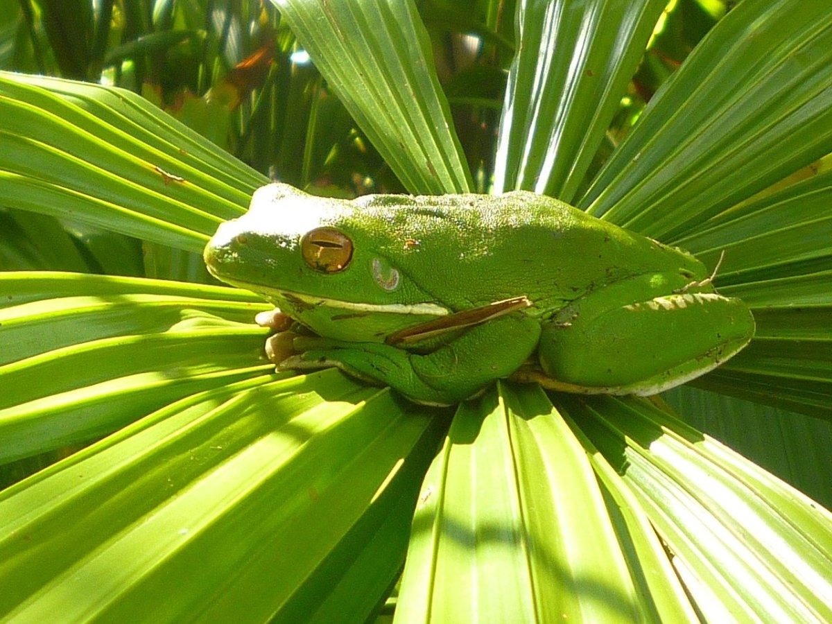 Жабы тропиков