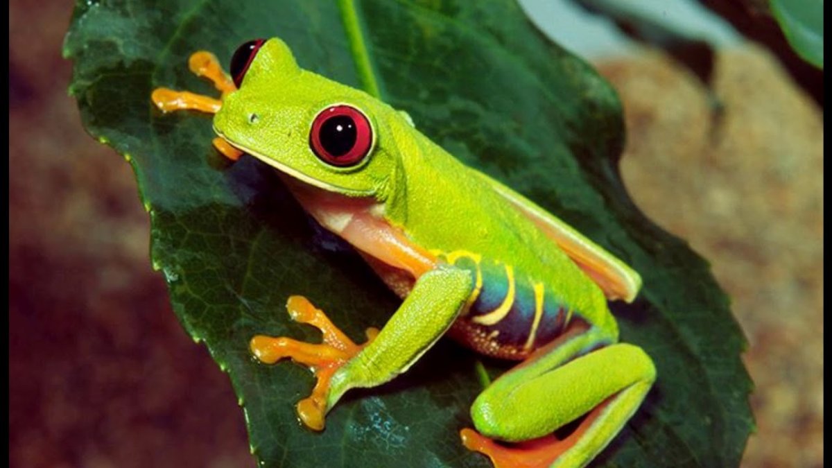Лягушка древолаз зеленая