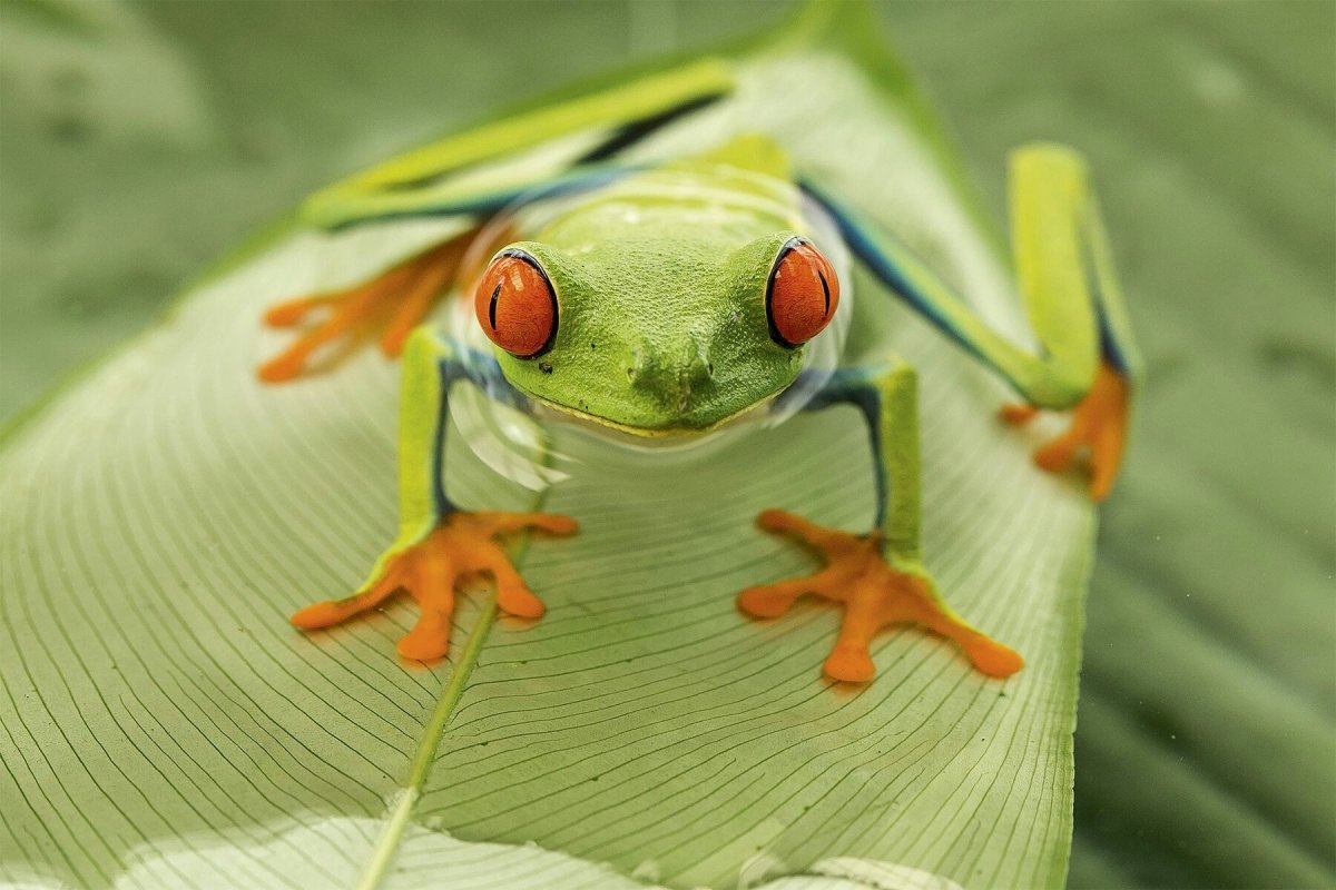 Тропические лягушки