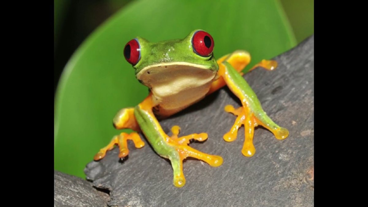 Красноглазая квакша