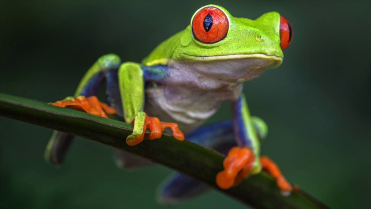 Лягушка квакша