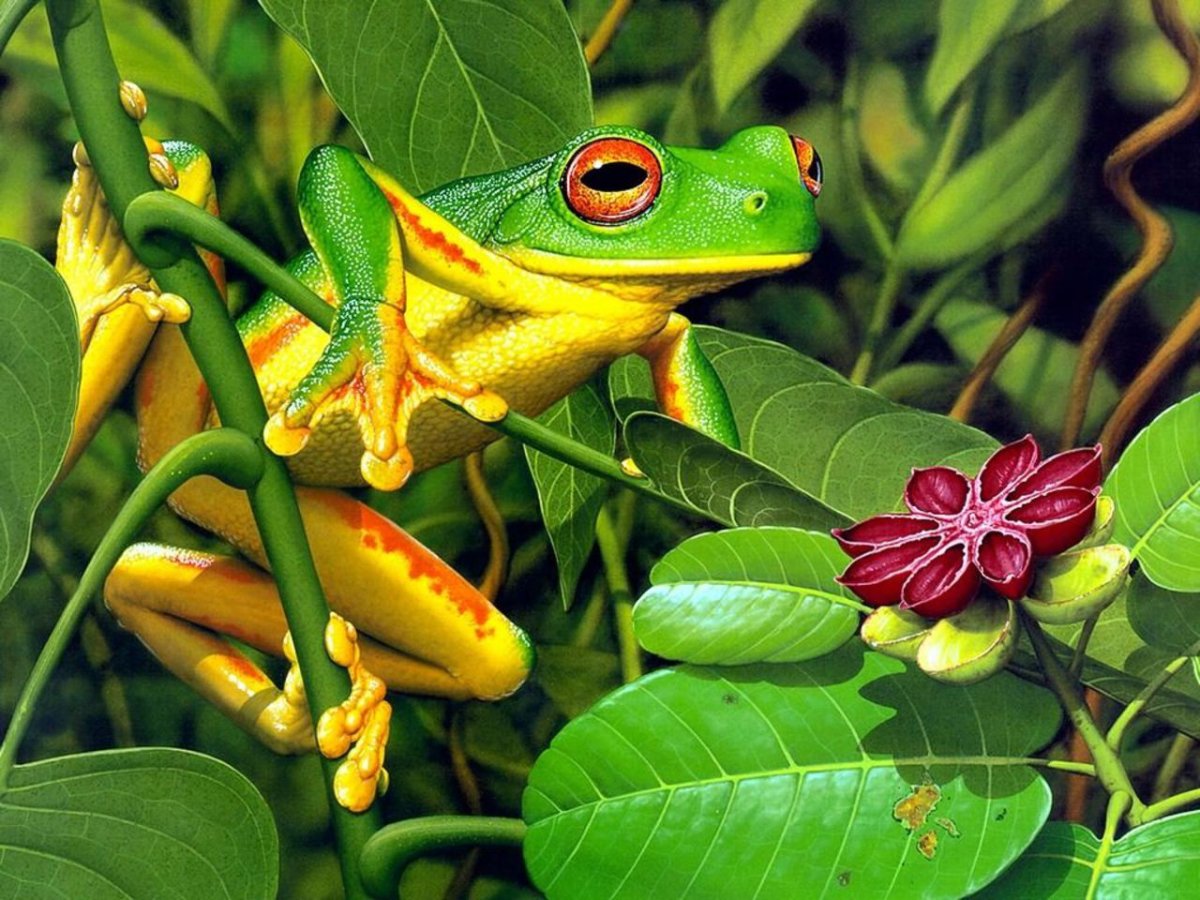 Лягушка на рабочий стол