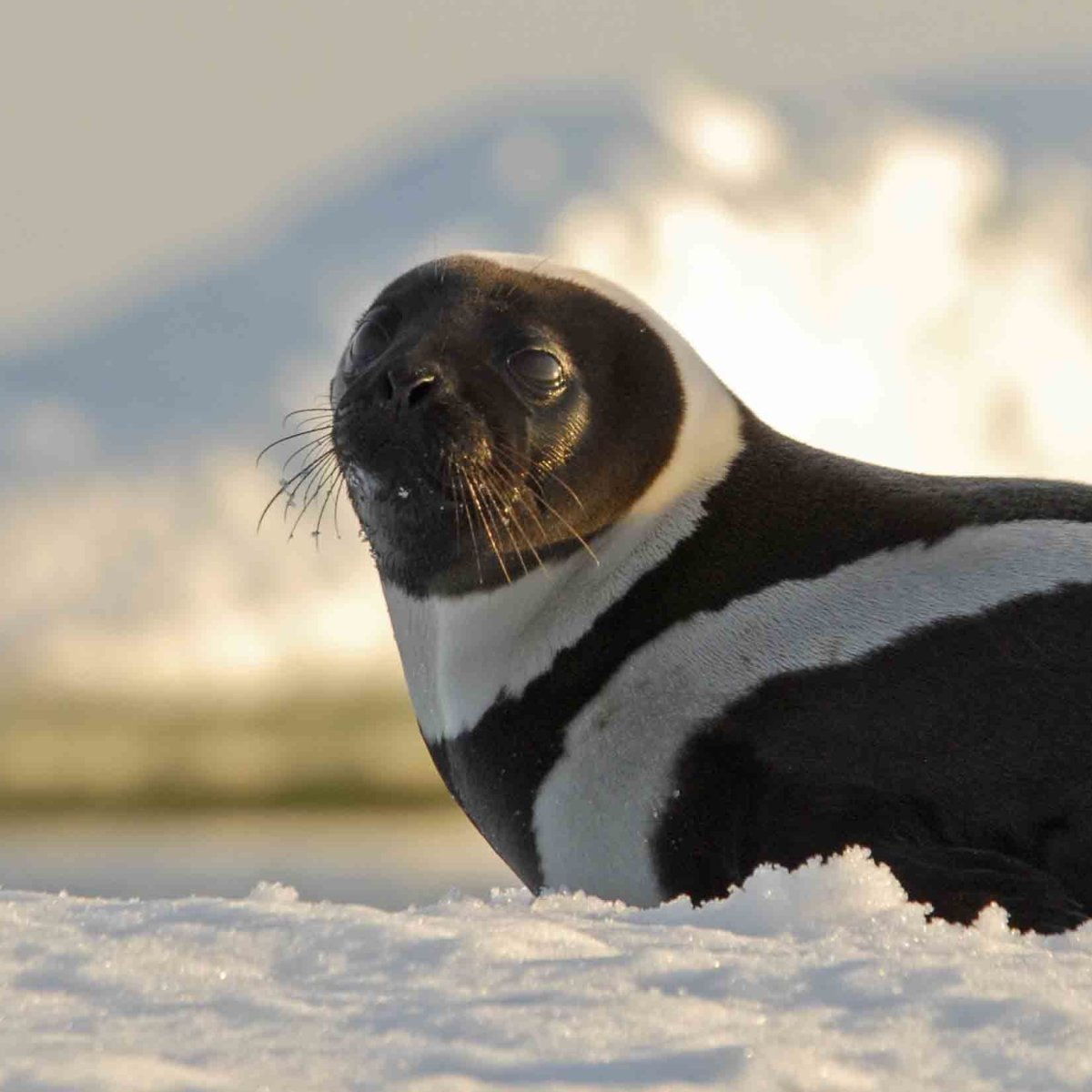Нерпа Курильские острова