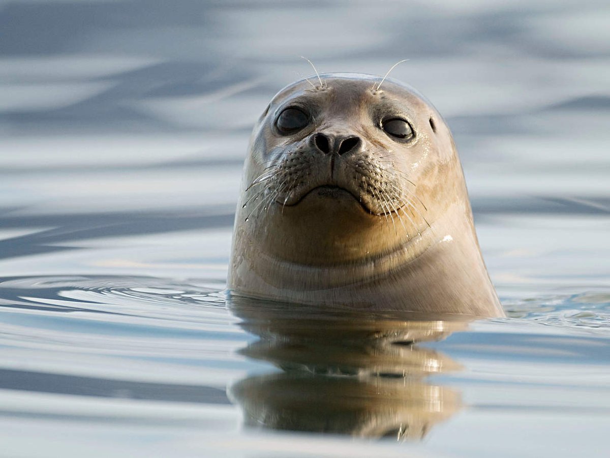 Голова ластоногих