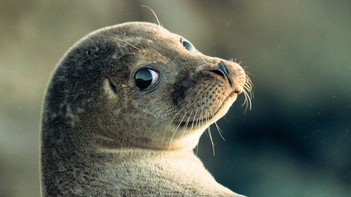 Каспийская Нерпа красная книга