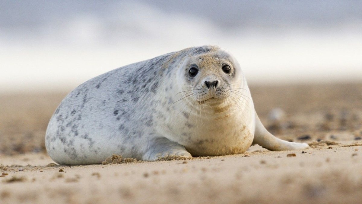 Тюлень в пятнышках