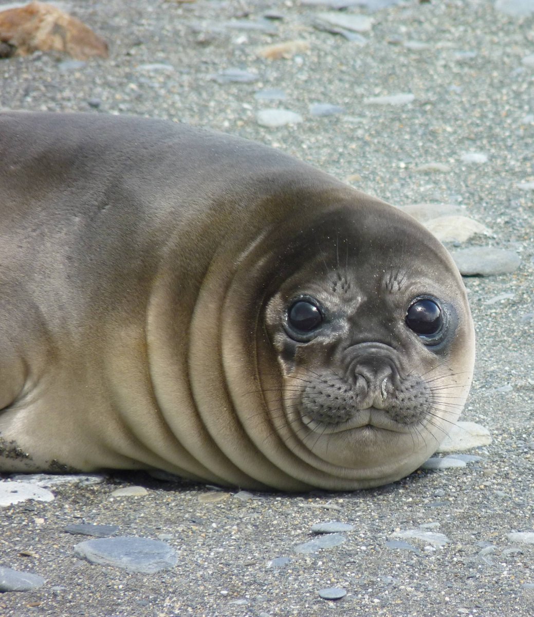 Мохнатый тюлень