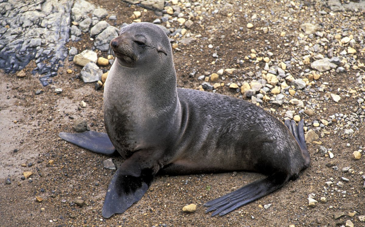 Фернандесский морской котик