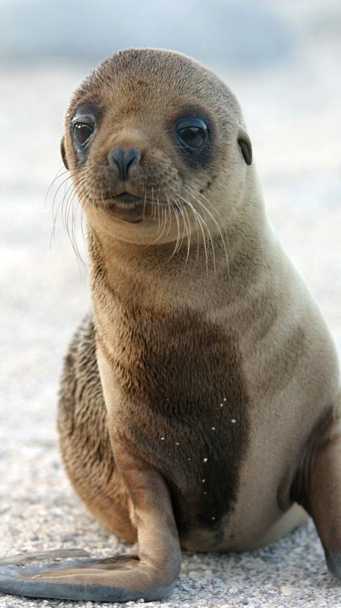 Галапагосская Нерпа