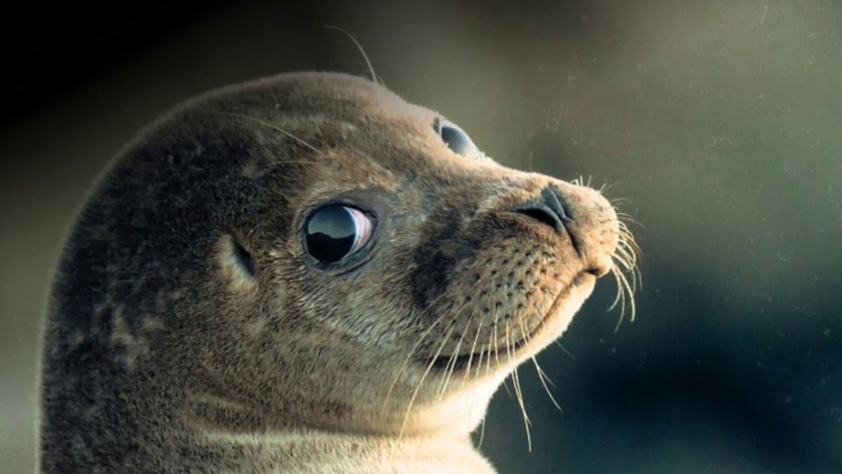 Морской котик