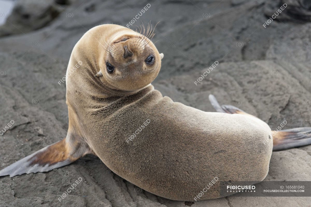 Фернандесский морской котик