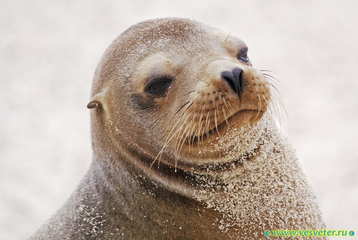 Ластоногие морской Лев