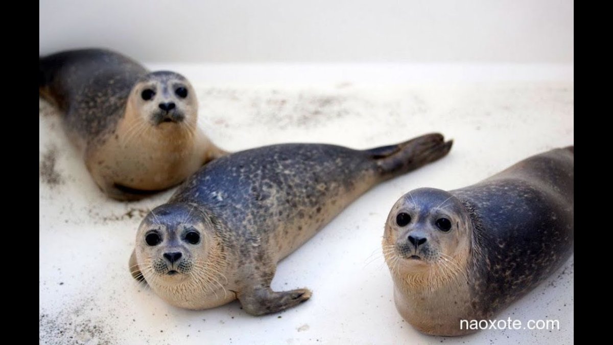 Морские котики и нерпы